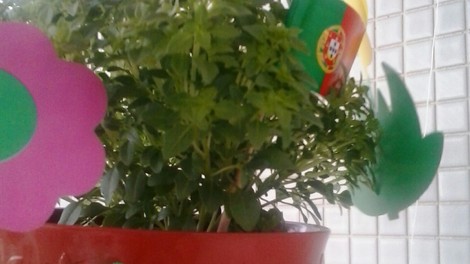 BOM SÃO JOÃO A TODOS CAMPANHENSES